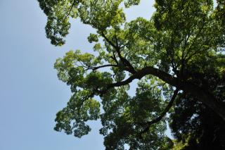 ファイル名: NONALNUM-5LyK5Yui56We5a6u-E.jpg
ファイルサイズ: 317.2KB
→クリックで元のサイズを表示 伊勢神宮