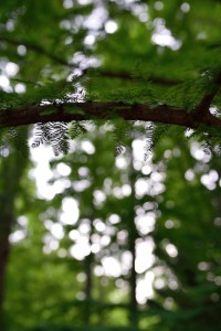 神戸森林植物園のメタセコイアです。