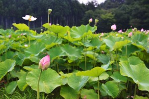 偶然通りがかった蓮池で。トンボが飛んでいました。